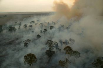 ARTIGO: As queimadas da Amazônia, o perigo do cheque sem fundos e os porcos enormes