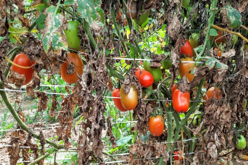 Perímetro irrigado de Lagarto dobra produção de tomate gerando renda aos agricultores