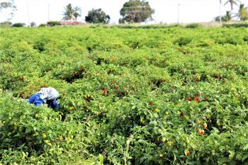 Cresce demanda por pimenta habanero e anima agricultores irrigantes de Lagarto