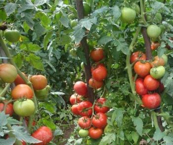 Perímetro de Canindé promove Dia de Campo do Cultivo Irrigado do Tomate nesta terça, 21